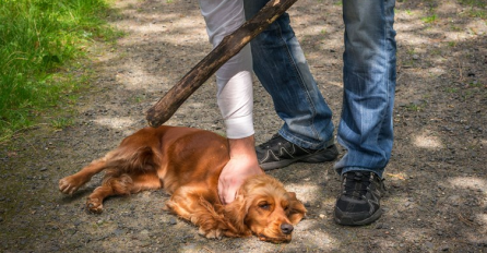 Grčka će kažnjavati zlostavljače životinja s 5000 do 15.000 eura