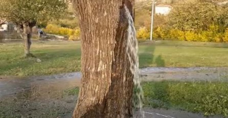 Ovo drvo ni u ludilu nemojte saditi blizu kuće! Staro vjerovanje kaže da navlači nesreću