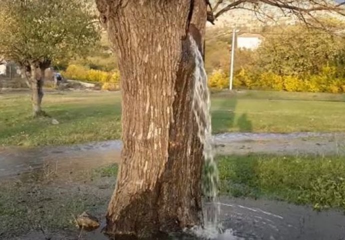 Ovo drvo ni u ludilu nemojte saditi blizu kuće! Staro vjerovanje kaže da navlači nesreću