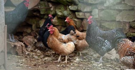 Ptičja gripa potvrđena u Hrvatskoj