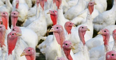 U Hrvatskoj se pojavila ptičija gripa, eutanizirano na hiljade ćurki