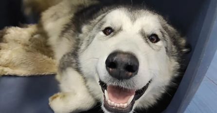 PAS MINI KOJU JE MUŠKARAC TRAKTOROM PREGAZIO ODLIČNO PODNIJELA PRVU OPERACIJU: Slijedi još jedna i onda nastupa oporavak