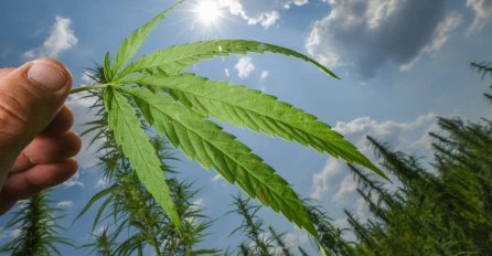 Ekstrakti konoplje pokazali se vrlo učinkovitima u sprječavanju zaraze koronom