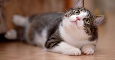 OTKRIVEN RAZLOG Znate li zašto mačke prate svoje vlasnike na WC?