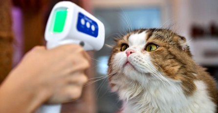 U Sloveniji prvi put potvrđena zaraza životinje koronom