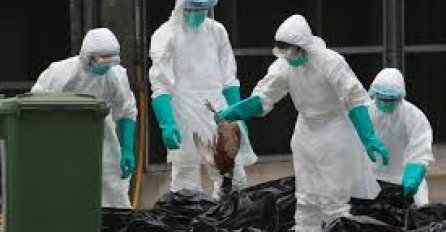 STRAH OD PTIČJE GRIPE: Nakon potvrde virusa odlučeno da se uništi oko 30.000 KOMADA PERADI