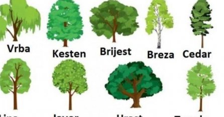 IZABERITE JEDNO DRVO I SAZNAJTE ŠTA VAS ČEKA U NOVOJ GODINI: Ako ste izabrali ovo TEŠKO VAMA