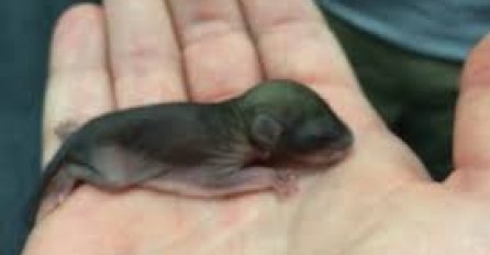 PRONAŠAO JE OVO ČUDNO STVORENJE NA TROTOARU: Nije imao pojma da će izrasti u...