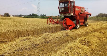 PRIČA: 2 brata i polje pšenice