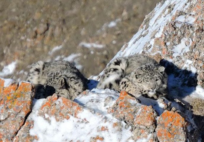 Još jedna životinjska vrsta pokazala mogućnost zaraze koronavirusom!
