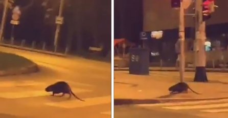 U Zagrebu snimljena neobična životinja, znate li o čemu se radi? 