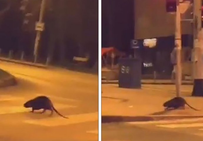 U Zagrebu snimljena neobična životinja, znate li o čemu se radi? 