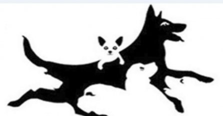 KOLIKO PASA VIDITE NA FOTOGRAFIJI? Brojka otkriva vašu mentalnu dob, evo šta se dešava s vama AKO VIDITE MANJE OD 4