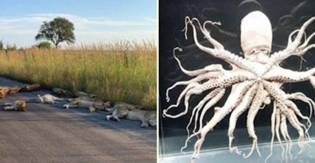 MAJKA PRIRODA JE ČUDESNA, OVIH 12 SLIKA JE DOKAZ: A tek da vidite broj 8  TRLJAT ĆETE OČI, nevjerovatni prizori