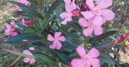 OVO SU TRI NAJSMRTONOSNIJE BILJKE NA SVIJETU! Oprez, sigurno jednu držite u saksiji!