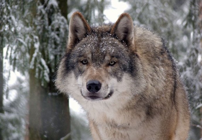 STARIJU ŽENU USMRTILO NJENIH PET PASA!