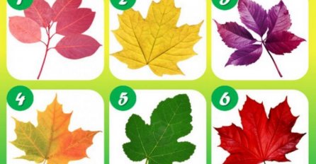 IZABERITE JEDAN LIST: Rijetki se usuđuju uraditi ovaj TEST LIČNOSTI - evo šta govori o vama