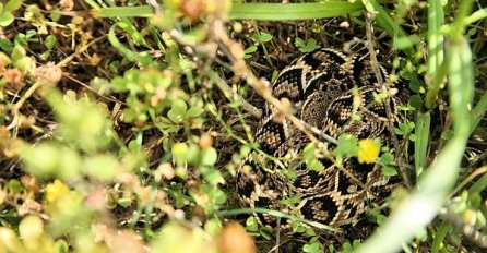NAUČNICI OTKRILI NOVI ROD I VRSTU ZMIJE!