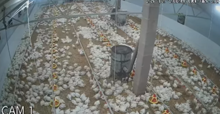 Ovako je 4.200 pilića na farmi reagovalo na zemljotres u Hrvatskoj (VIDEO)