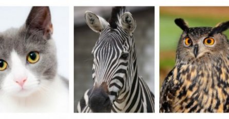 POGLEDAJTE ŽIVOTINJAMA U OČI I IZABERITE JEDNU: Vaš izbor govori o vama NEŠTO BITNO - USUDITE SE PROČITATI!