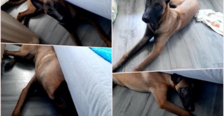 PAS JE PRVI U KUĆI OSJETIO DA ĆE SE BEOGRAD ZATRESTI! Evo kako nas je upozorio, a mi nismo znali šta hoće