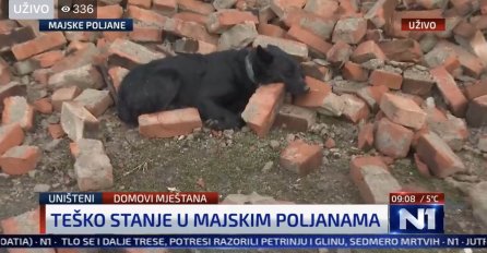 Pas čuva kuću u Majskim Poljanama. Kuću koje više nema