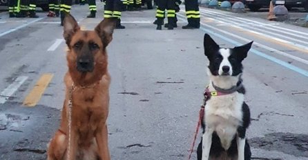 I oni su junaci: Ovi psi koji traže preživjele pod ruševinama