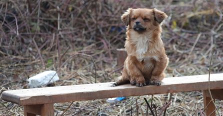Scena koja slama srce: Psić čuva kuću poginulog čovjeka i čeka