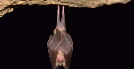 Kina čuva drevne pećine šišmiša protiv novinara i naučnika koji žele otkriti porijeklo  koronavirusa!