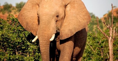 U NAPADU SLON GAZIO I RASKOMADAO ČOVJEKA DO SMRTI!