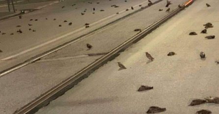 Stotine uginulih ptica pronađeno na ulicama Rima, razlog nije poznat, ali organizacije za zaštitu životinja sumnjaju na jedno!