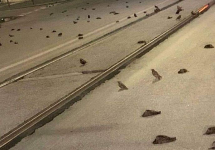 Stotine uginulih ptica pronađeno na ulicama Rima, razlog nije poznat, ali organizacije za zaštitu životinja sumnjaju na jedno!