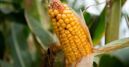 Meksiko zabranilo uzgoj GMO kukuruza, dobra vijest za ekološke uzgajivače!