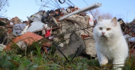 Spašena maca iz Majskih Poljana: "Gluha je, nije čula tutanj potresa i jauke ljudi"