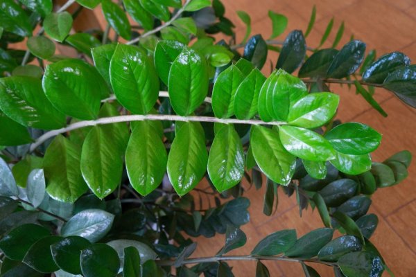 229967-shutterstock-1822960853-ff