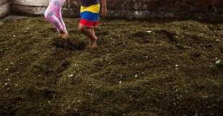 Kolumbija u ovoj godini planira ponoviti prošlogodišnje iskorijevanje koke, objavljena statistika iz 2020.