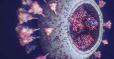 WHO: Potrebne dodatne studije o porijeklu virusa