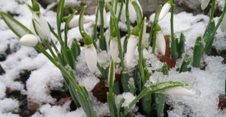 Šta znači kad visibabe procvjetaju prije kraja februara?