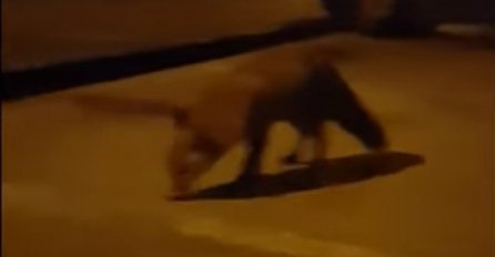 Tuzlom sinoć prošetala divlja životinja: Pogledajte šta je uradila kad joj je prišao slučajni prolaznik (VIDEO)