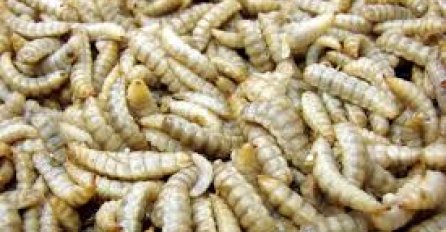 Insekti bi se uskoro mogli naći na europskim tanjirima, nakon odobrenja ljuske hrane!