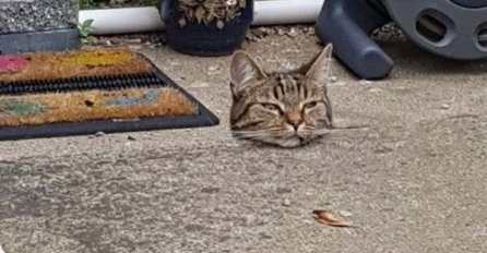 OVA SLIKA JE ZBUNILA CIJELI SVIJET: Ljudi gledaju satima i ne mogu da skontaju, VIDITE LI O ČEMU SE RADI