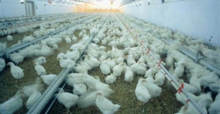 Zbog ptičije gripe Namibija obustavlja uvoz peradi iz deset europskih zemalja!