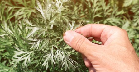 Slatki pelin i koronavirus: Mnogi i dalje preliminarne studije bez recenzija objavljuju kao “naučne potvrde”