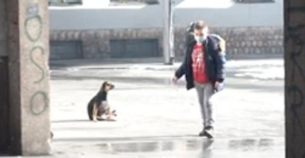 U Prijepolju zbog pasa lutalica proglasili vanrednu situaciju, pa je ukinuli: Napadnuto 12 ljudi