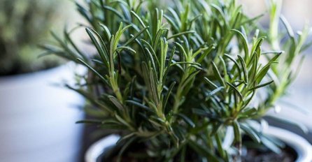 OVAKO ĆETE PRIVUĆI NOVAC, TAJNU ZELENOG RUZMARINA  ZNAJU SAMO RIJETKI: TJERA KOKUZLUK i brzo donosi bogatstvo