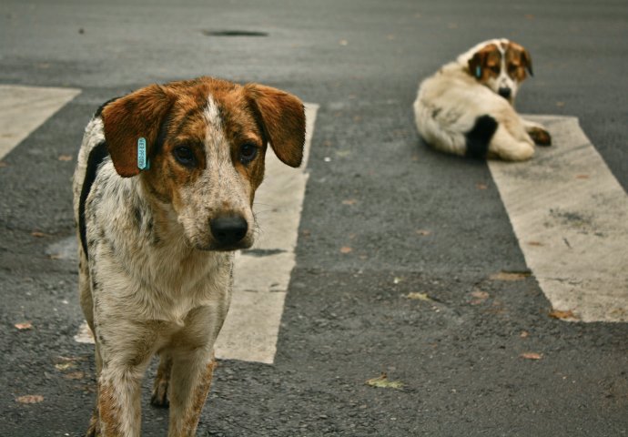 U BiH prvi slučaj prijenosa koronavirusa sa čoveka na psa
