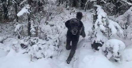 OPTIČKA ILUZIJA PODIJELILA SVIJET: Šta vi vidite, psa ili čovjeka?!