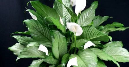 SLOBODNE ŽENE SE UDAJU, UDATE RAĐAJU DJECU - OVA BILJKA JE PRAVO ČUDO: Svaka žena treba da ima barem jednu