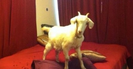 10 SLIKA OD KOJIH ĆETE SE SLEDITI: Evo šta su ljudi zatekli u kući ili napolju, BROJ 9 će vas ZAPREPASTITI - KAKO JE OVO MOGUĆE?