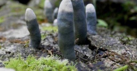 ZNATE LI ŠTA JE OVO? AKO UGLEDATE U DVORIŠTU, NE PRILAZITE: Evo o čemu je riječ!